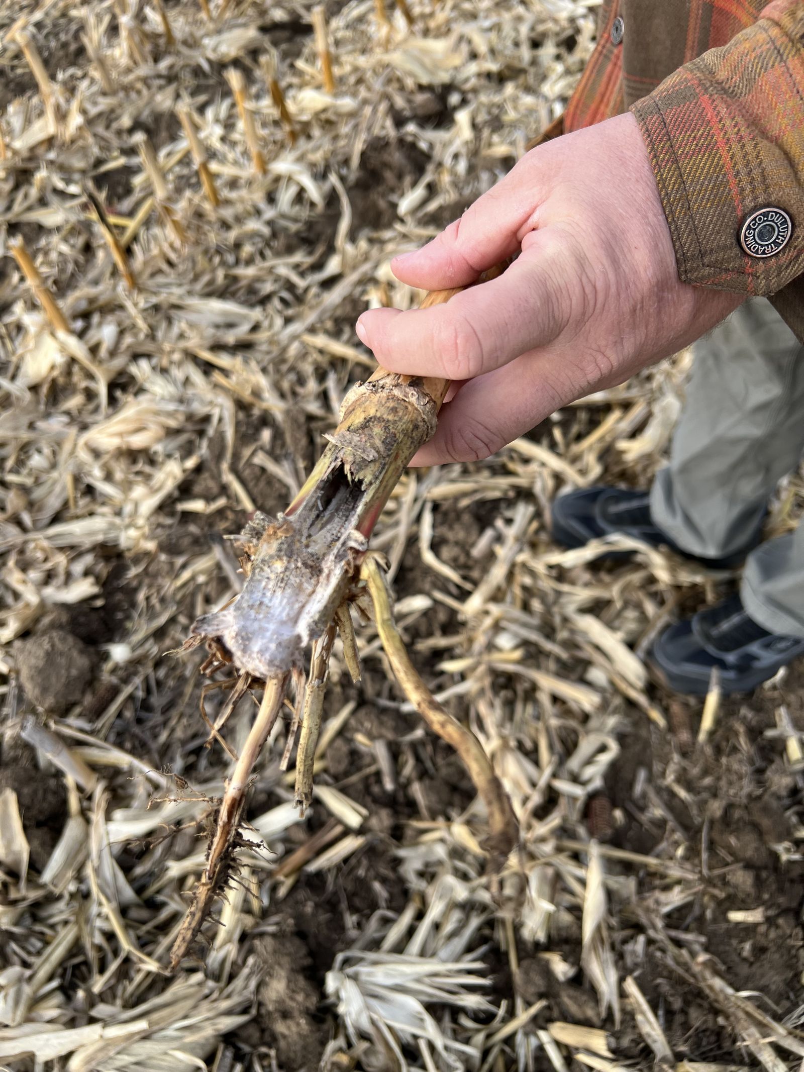 Person pulling apart a decomposing corn stalk to inspect residue breakdown in a harvested field