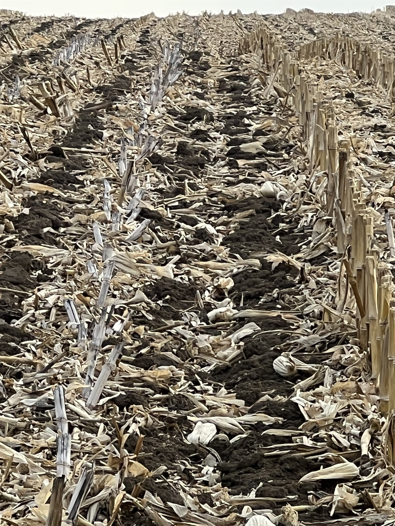 F-23 Baltic field rows showing bleached broken residue beside taller intact corn stalks